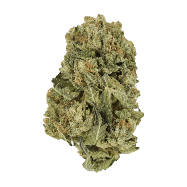 Black Domina | WhitePalm Canada