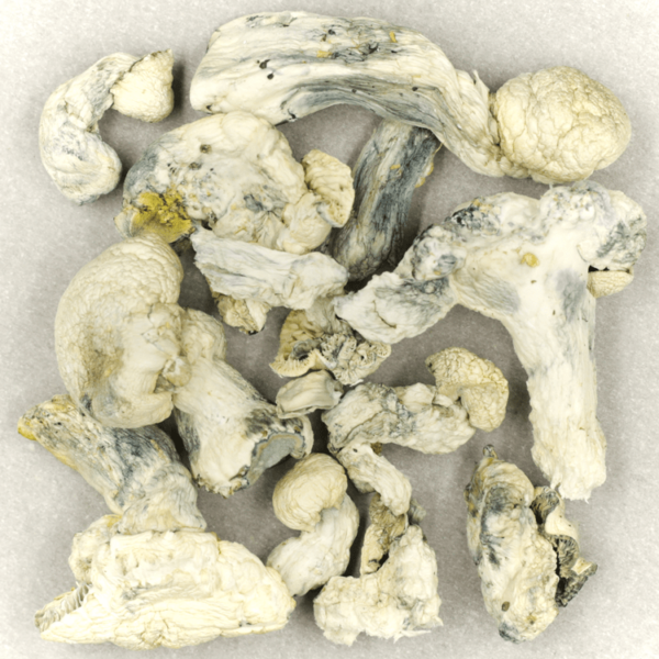 Cambodian Psilocybe Cubensis | WhitePalm Canada