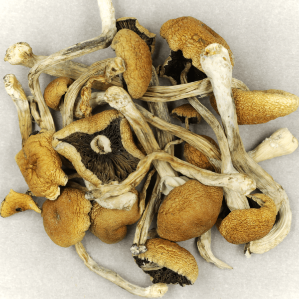 Cambodian Psilocybe Cubensis | WhitePalm Canada