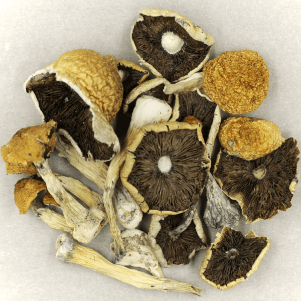 Penis Envy Cubensis | WhitePalm Canada