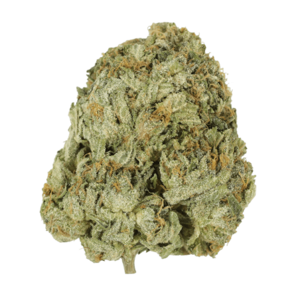 Godzilla Glue | WhitePalm Canada