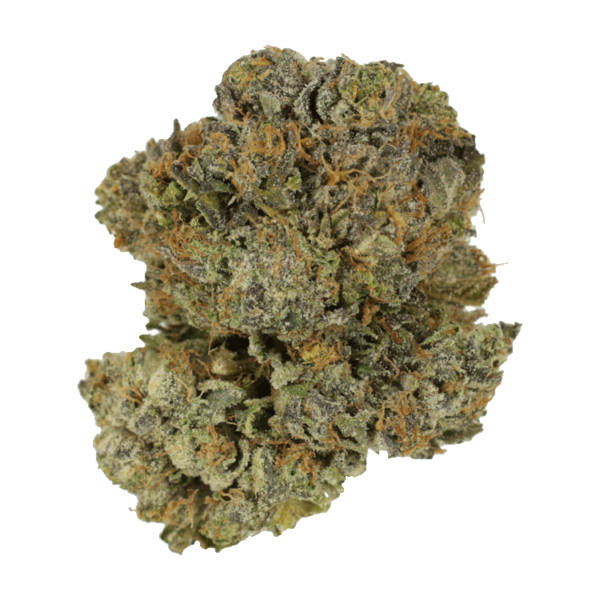 Chocolate Mint | WhitePalm Canada