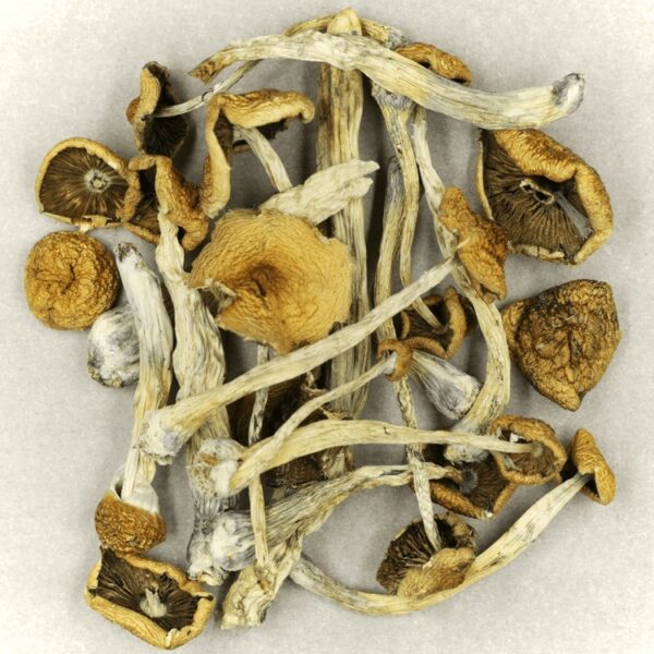 Psilocybe Cubensis Mexicana | WhitePalm Canada